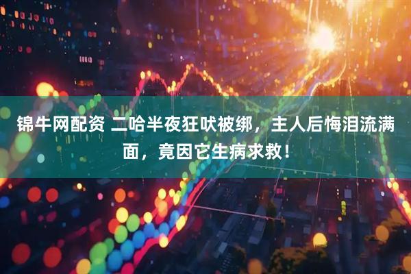锦牛网配资 二哈半夜狂吠被绑，主人后悔泪流满面，竟因它生病求救！